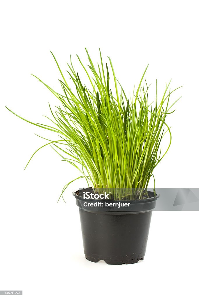 chives - Foto de stock de Alimento libre de derechos