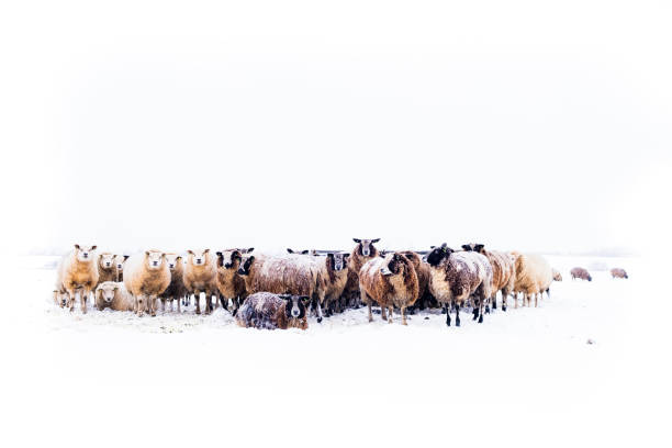 冬の風景の中で雪に覆われた牧草地の羊 - winter agriculture ranch field ストックフォトと画像