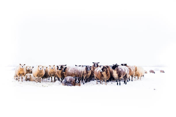 Sheep in a snow covered meadow in a winter landscape during a cold winter morning in the IJsseldelta region in Overijssel, in The Netherlands.