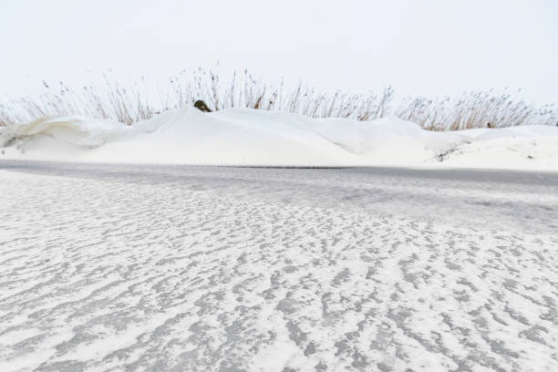 Yellow reed in a snowy winter landscape in the IJsseldelta region near Kampen in Overijssel during an overcast winter day.