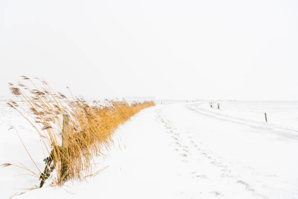 Yellow reed in a snowy winter landscape in the IJsseldelta region near Kampen in Overijssel during an overcast winter day.