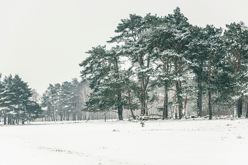 Snowy winter forest during a cold winter day with fresh snowfall at the Veluwe in Gelderland, The Netherlands.