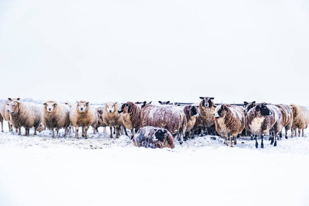 istock Sheep in a snow covered meadow in a winter landscape 1369113734