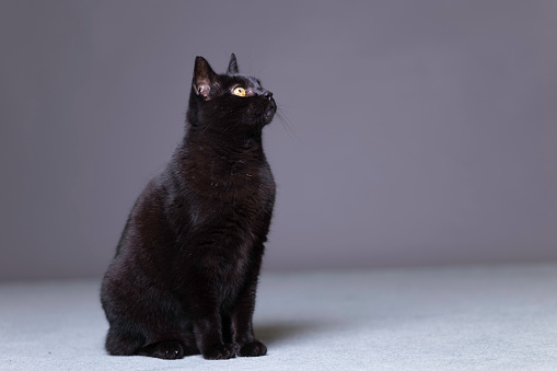 Studio portrait of an elderly black cat.