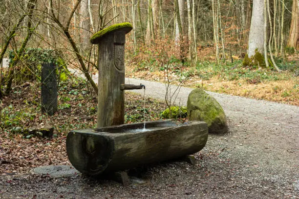 Carved out wooden public water fountain in the forest. Constant flowing water stream from the metal faucet, no people.