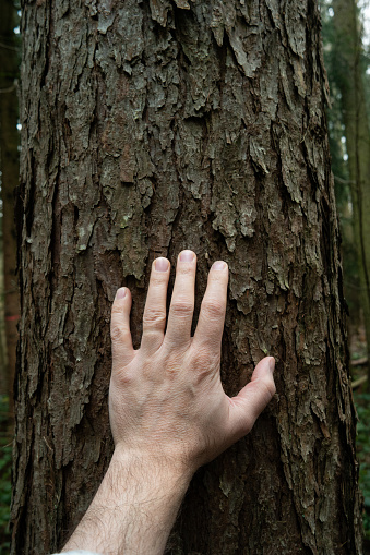 Caucasian male hand on tree trunk in the forest. Think rough bark, close up shot, unrecognizable person.