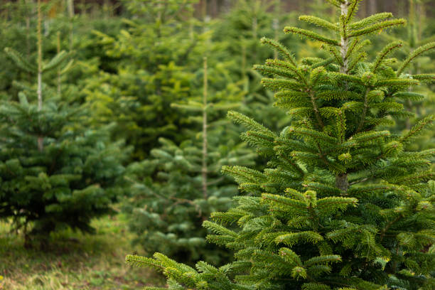 Christmas fir pine tree growing in a nursery near forest. Close up shot, shallow depth of field, no people stock photo