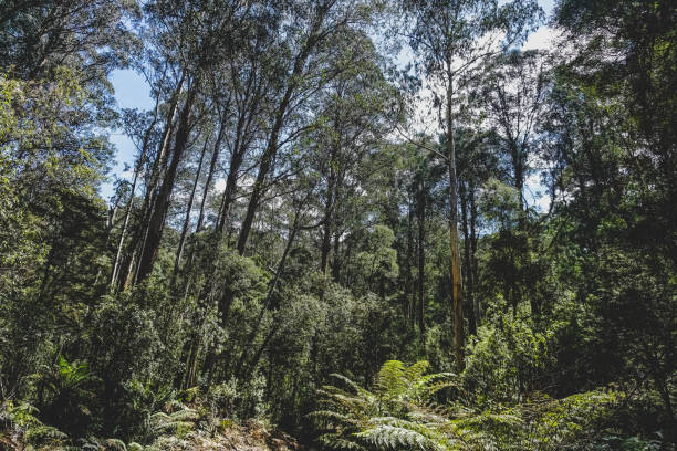 istock View into the rainforest of Australia. 1369114264