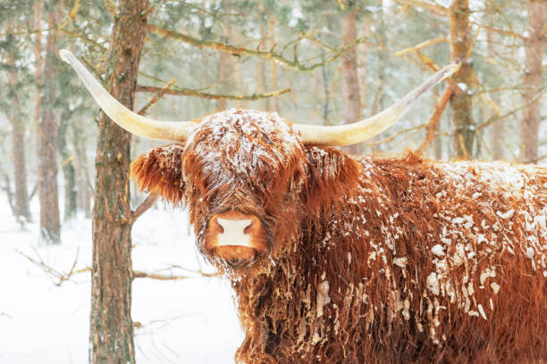 istock Scottish Highlander cattle in the snow during winter 1369114272