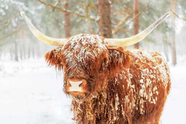 istock Scottish Highlander cattle in the snow during winter 1369114338