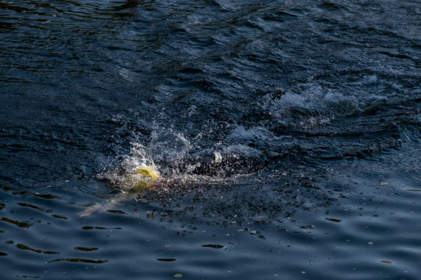 istock Professional triathlete swimming in river's open water. 1369114430