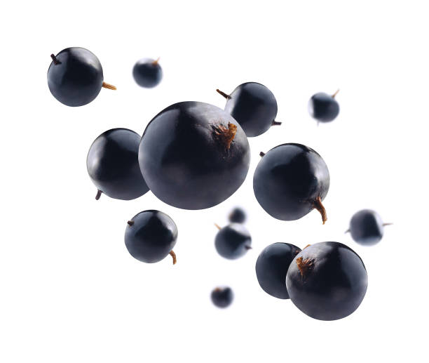 Blackcurrant berries levitate on a white background stock photo