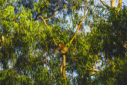 Beautiful koala on a sunny day. Blue sky. \nGold Coast. (Phascolarctos cinereus)