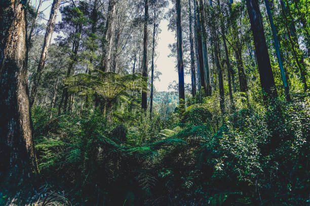 blick in die baumkrone im regenwald. - wilderness area stock-fotos und bilder