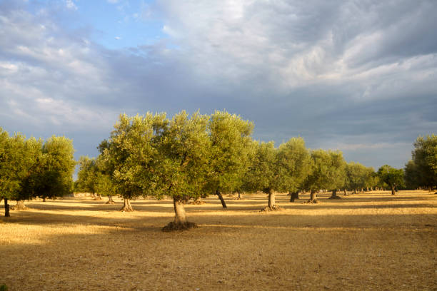 Country landscape in June between Bitonto and Conversano, Bari province, Apulia, Italy
