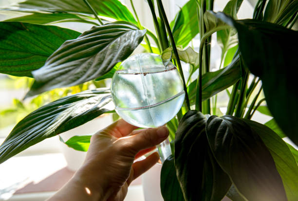 istock Person hand insert round transparent self watering device globe inside potted peace lilies Spathiphyllum plant soil in home interior indoors, keeps plants hydrated during vacation period inside home. 1369116880