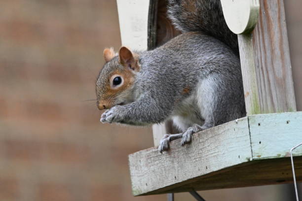 istock A grey, gray squirrel, sitting on the edge of a bird table eating a nut with a beautiful grey coat of fur and brown head with dark black eyes and brown ears 1369117049