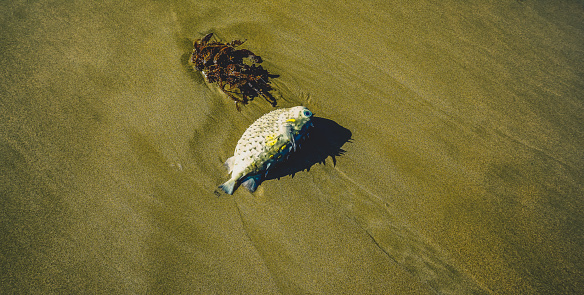 A stranded puffer fish on the beach in Australia.