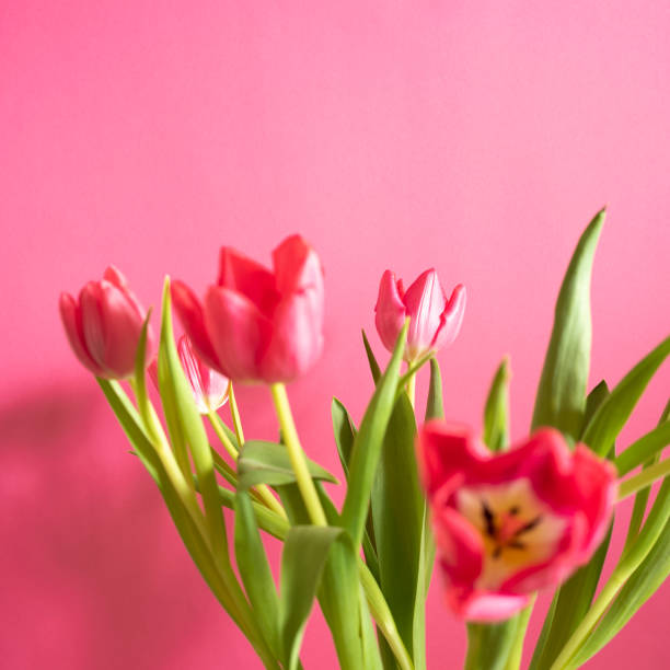 Beautiful sensual soft bouquet. Pink tulips on a colored background. Bright and vibrant colors. romantic concept.