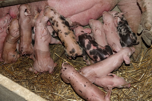 Piglets feeding