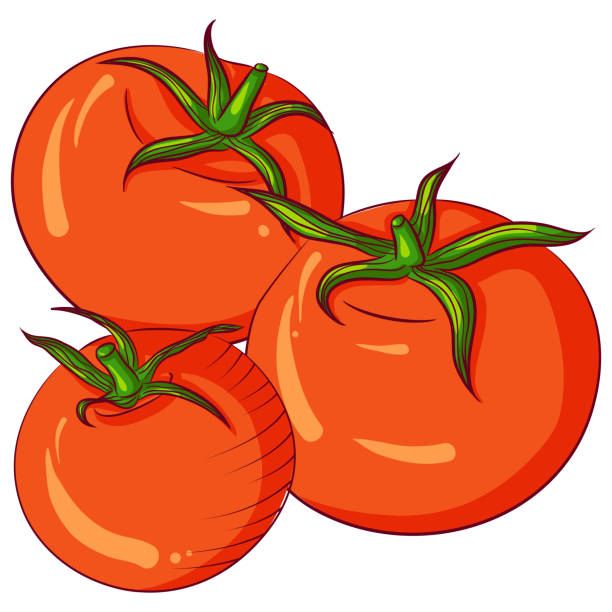 150+ Three Tomatoes Stock Illustrations, Royalty-Free Vector