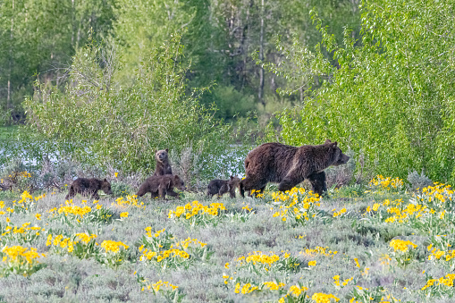 Four cubs with one cub standing and mother Grizzly Bear (#399) walking single file through yellow flowers along the bank of Pilgrim Creek in Grand Teton National Park in Wyoming, in the United States of America (USA). Nearest town is Jackson Hole, Wyoming and Yellowstone National Park is just north of here. Grizzly bear 399 is the oldest bear in the park. She has given birth to many cubs, this time the highly unusual number of four.