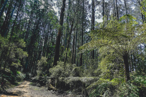 istock View into the rainforest of Australia. 1369120573