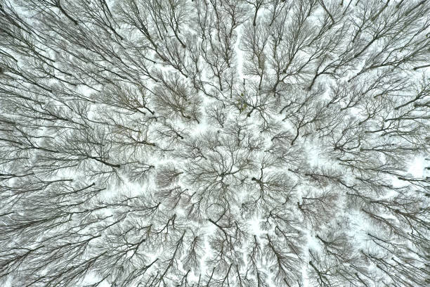 istock Snowy forest aerial view, shot from a drone 1369120984