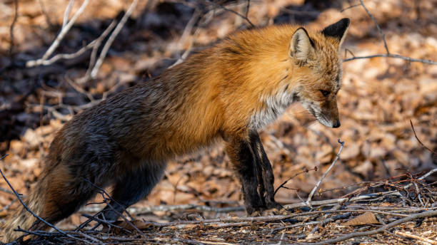 istock Fox on the hunt for food 1369121932
