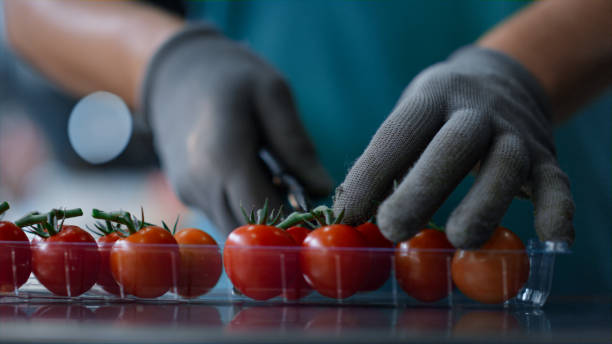 istock Cherry tomatoes packing process unknown worker cutting green parts closeup 1369122460
