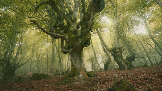 Fantasy tree in a gloomy mysterious forest