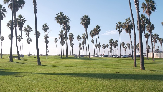 Palm trees in beachfront park on pacific ocean beach, California coast, USA. Green grass lawn, blue sky. Summertime Los Angeles aesthetic, Mission beach in San Diego, summer vacations on shore vibes.