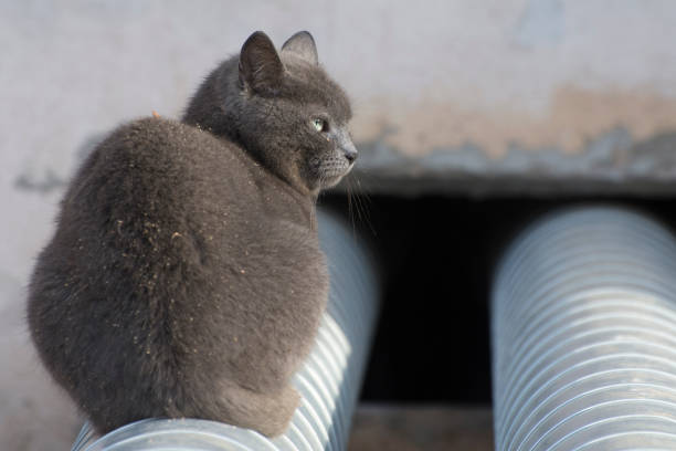 Blue Cat's Eyes