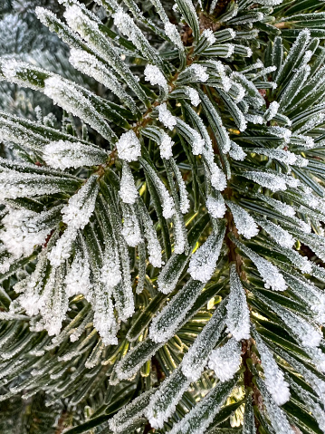 Frozen needles of a fir.