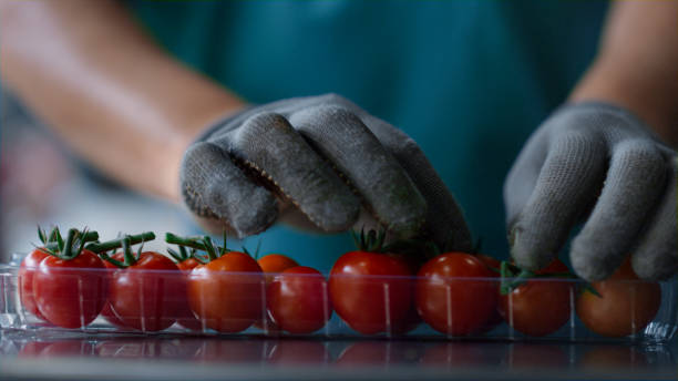 istock Factory tomato box packing process worker hands sorting red organic food closeup 1369124051
