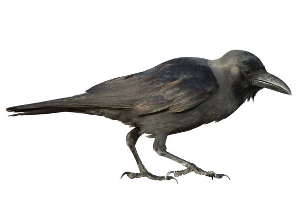 istock Black crow isolate on white background. Smart bird looks at the camera. 1369124373