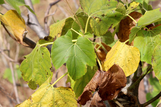 istock A beautiful close-up view of wild tree leaves. 1369126131