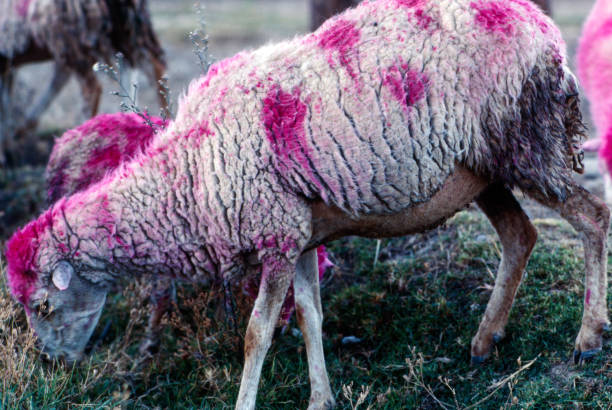 istock Sheep painted pink grazing in Bolivia 1369126209