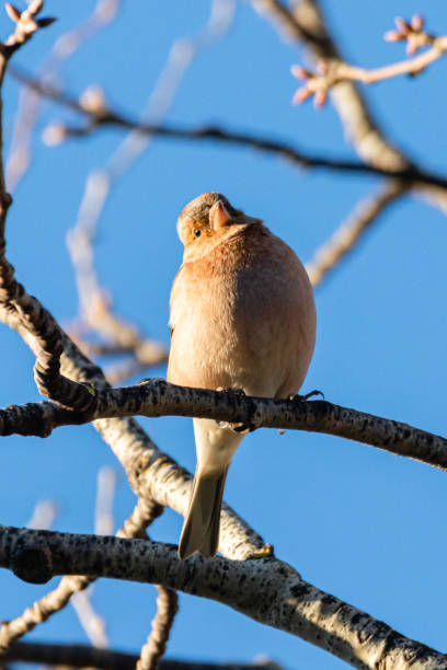 Common Chaffinch perched on a tree branch Chaffinches are a common and easily recognized passerine bird. male common chaffinch bird fringilla coelebs stock pictures, royalty-free photos & images