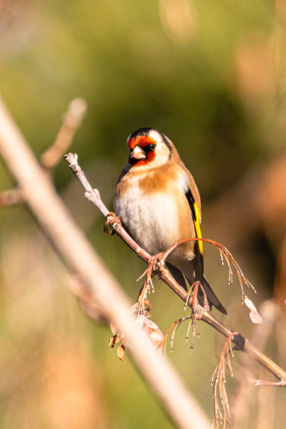 istock European Goldfinch perched on a tree branch 1369127017