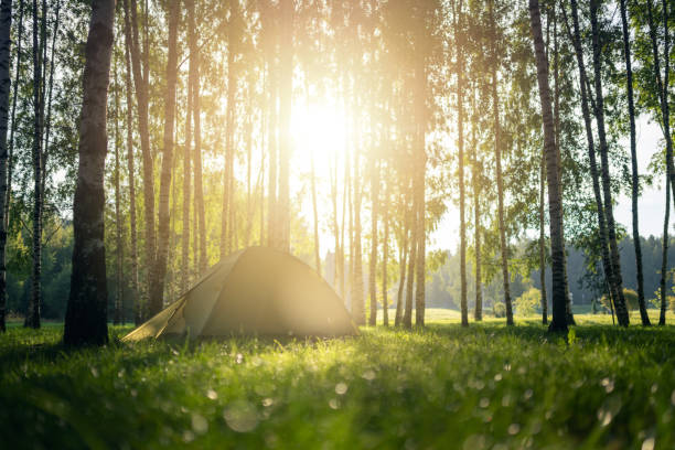 Tourist tent in the woods