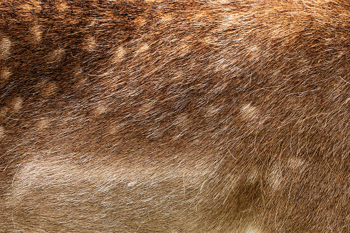 Close up of a Deer skin, full frame background