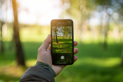 Photographing morning landscape in the woods with smartphone