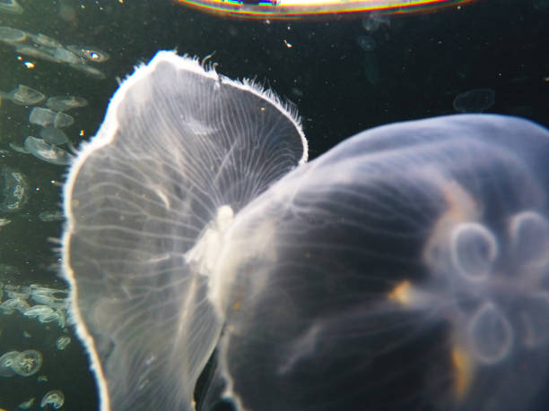 istock abstract jellyfish view for design 1369129024
