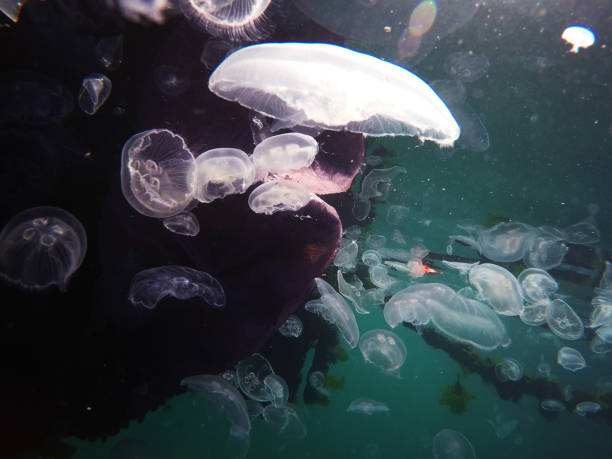 istock Plastic Bag  Floating Underwater and making danger for marine animals 1369129129