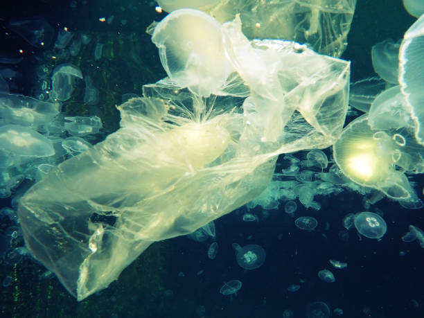 istock Plastic Bag  Floating Underwater and making danger for marine animals 1369129656