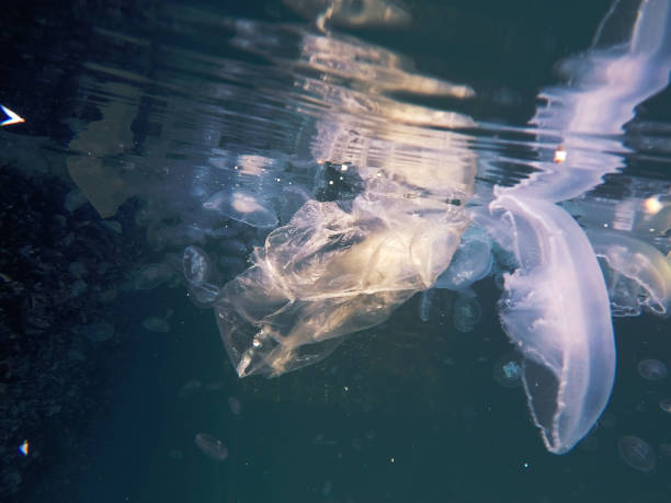istock Plastic Bag  Floating Underwater and making danger for marine animals 1369129999