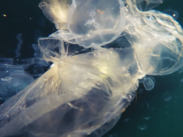 istock Plastic Bag  Floating Underwater and making danger for marine animals 1369130303