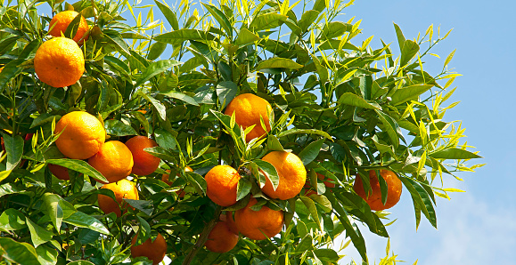 Orange Tree Close up. Beautiful orange tree of delicious oranges. Spanish oranges. Orange tree background