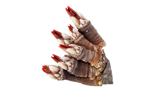 Percebes or goose neck barnacle seafood bunch isolated on white.Pollicipes pollicipes